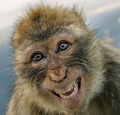 cheerup动物罕见笑脸贺新年组图