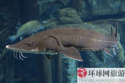 新闻台 新闻中心  北美洲的鲟鱼体积也很大,虽然寿命可以达到152岁,但