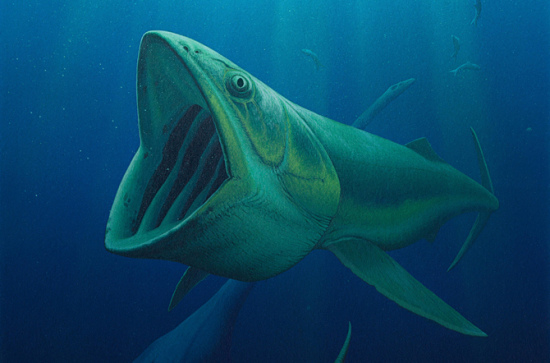 新发现的史前巨鱼能在水中缓慢游动,张开大嘴将浮游生物和其他海洋