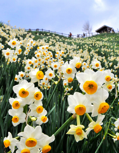 日本淡路岛提前一个月迎来水仙花观赏期