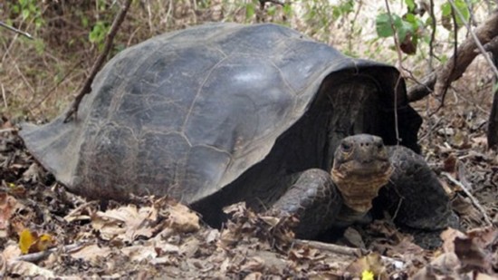 150年前已经灭绝的陆龟惊现赤道附近群岛图