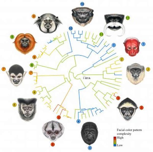 研究表明灵长类脸部结构反映进化过程(图)