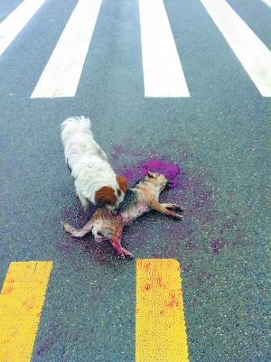 流浪狗守护被撞死同伴 交巡警埋了同伴它才离去