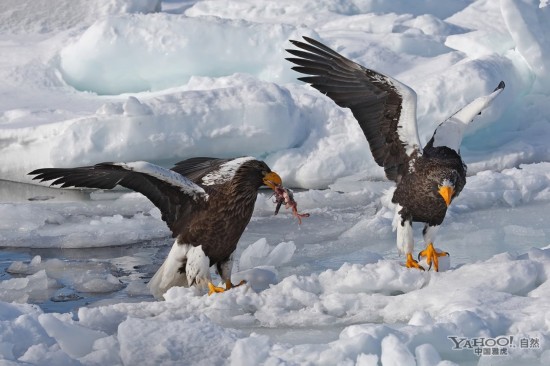 海雕捕猎夺食精彩瞬间组图