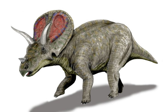 根据horner的意见,它们都只是肿头龙(pachycephalosaurus).