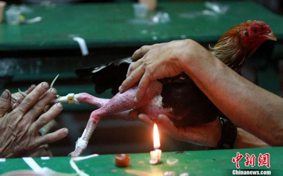 血腥!直击斗鸡大赛现场