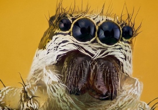 世界上最丑的虫子图片图片