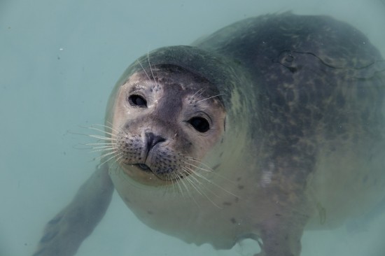 探访荷兰海豹孤儿收容所