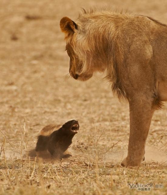 野生动物生死搏斗精彩瞬间:狮子群围攻河马
