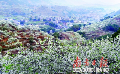 洁白的李花将春日信宜钱排镇装点得如隆冬北国