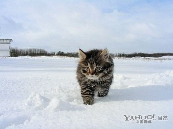 动物趣图:雪中撒欢呼猫咪_中新_中国网