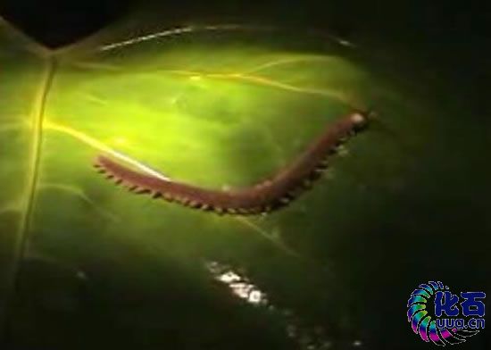 12种活化石动物:鳄鱼2.3亿年没变化