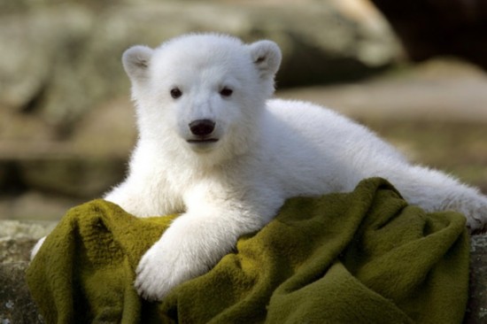 世界上最萌的北极熊组图