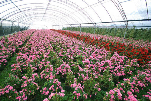 漳平gdp_龙岩各区县2018年人均GDP 新罗区 漳平市超10万元(2)