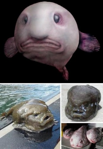 13种长相最怪异的动物:裸鼹鼠皮肤无毛(组图)_