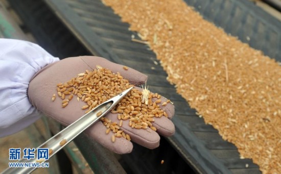 在安徽省蚌埠市粮食局第三仓库收购点,工作人员在抽检小麦(2011年6