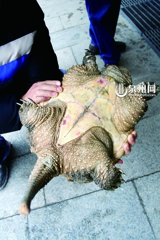泉州笋江桥下浮出一只鳄鱼龟 重达6公斤