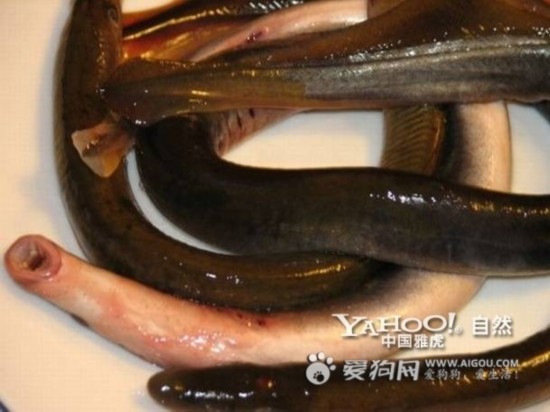 恐怖的七鳃鳗 :水中"杀人吸血鬼"