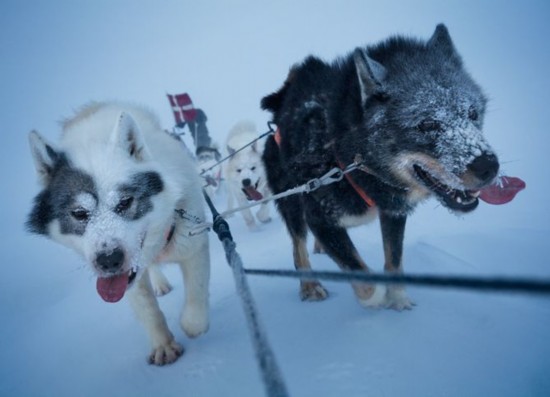 天狼星世界上唯一軍方狗拉雪橇巡邏隊1