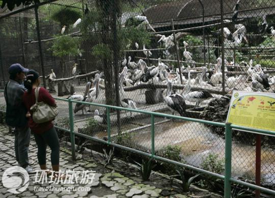 印尼的"噩梦"动物园 看了令人心碎
