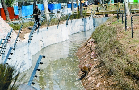 郑州动物园猴馆撤掉高墙 猴子钻过电网玩"越狱"