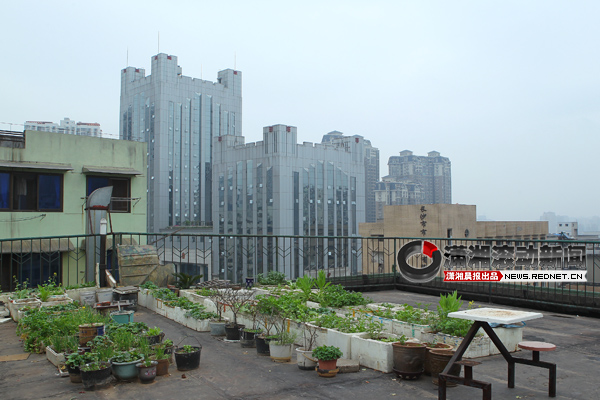 (在长沙雨花区曙光中路278号居民楼楼顶,有一片绿油油的小菜园.