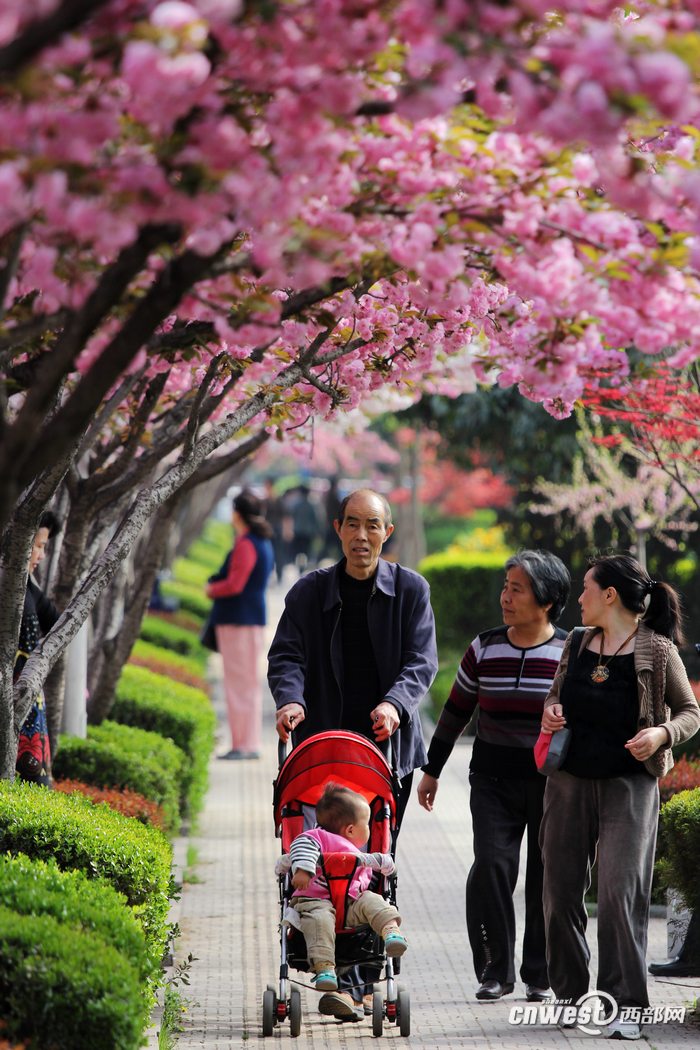 樱花树下穿行 春天漫步西安最美的街道