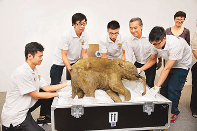 冰封4万年长毛象宝宝香港展出 呼唤公众关注环