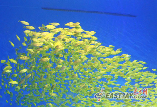 图为数千条黄金鲹随波游弋分外美丽.