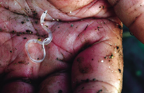 在潮涨潮落中下网,起网,捕捞有着"软黄金"之称的鳗苗,这忙碌的景象