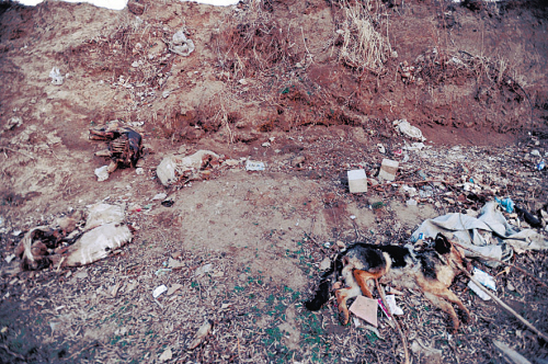 浑河南岸惊现狗坟场半夜有人在这里杀狗