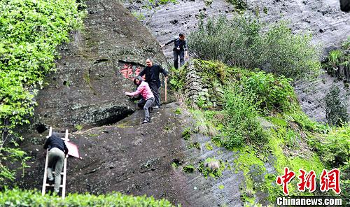 国宝大红袍母树多雨修整确保更好成长