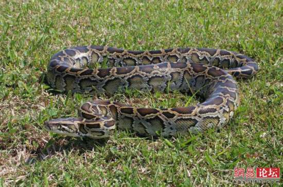 人们发现缅甸蟒蛇,比如这只