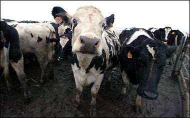 美国对韩国等未禁运美产牛肉的国家表示感谢_