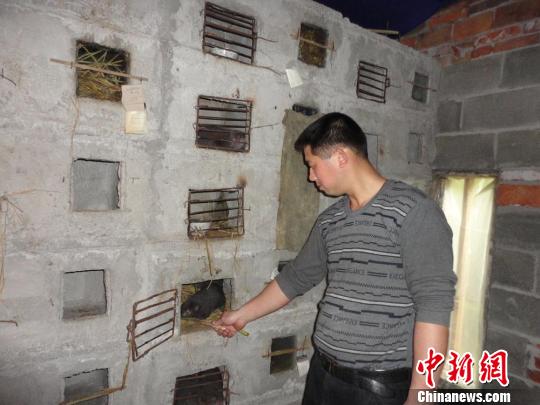 湖南炎陵"竹鼠王":以鼠为伍,发鼠财(图)
