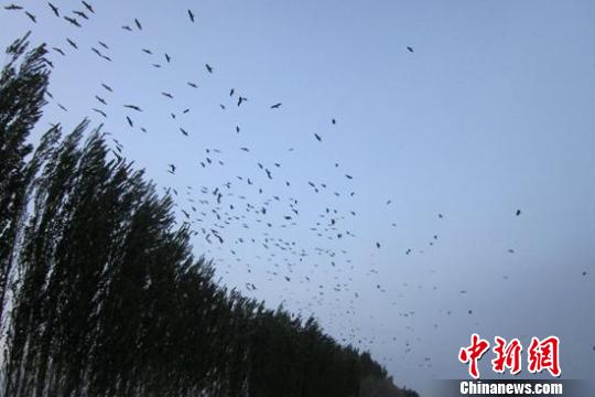 农八师人口_人口普查(3)