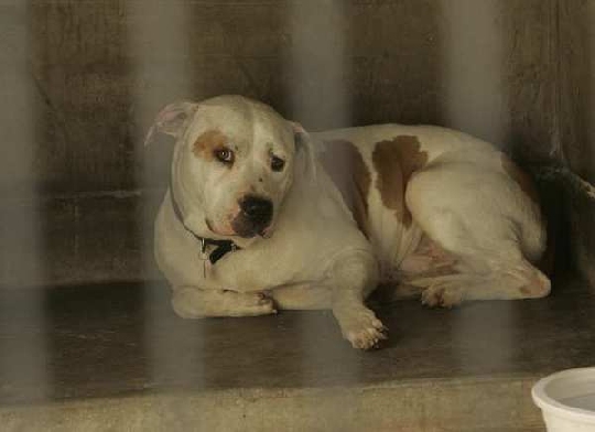 遭宠物主人联名抗议 美联航恢复运输9种犬类_新闻台_中国网络电视台