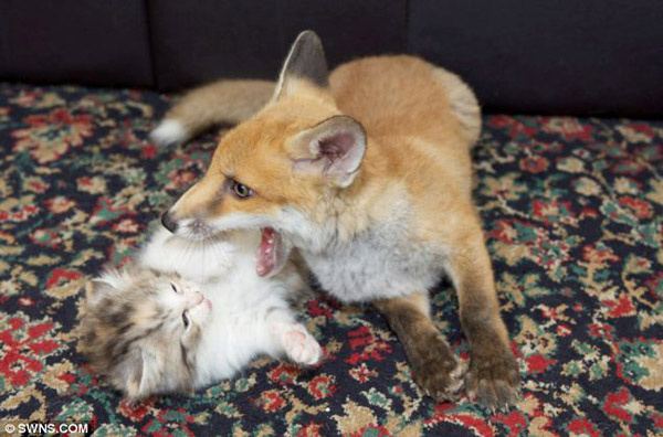 一只被汽车撞晕撞瞎的小狐狸,并将它和3只被遗弃的小猫咪放在一起照料