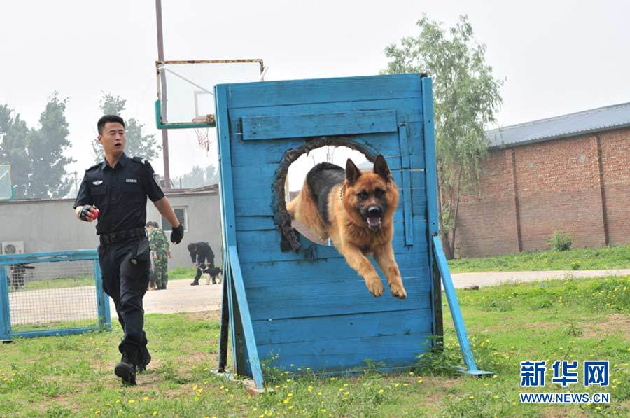 北京警犬基地训练基地图片