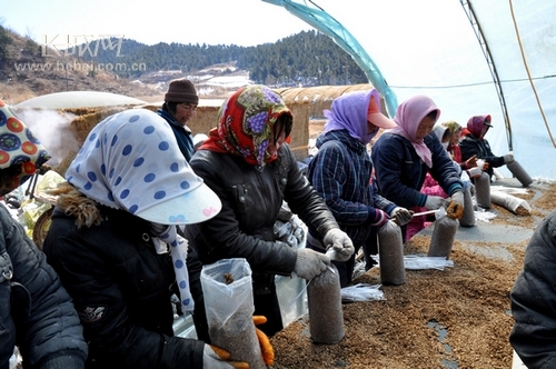 隆化县韩麻营镇2至3年内将发展食用菌2500亩