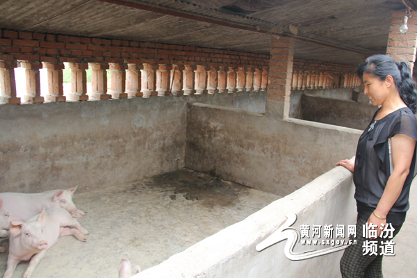 洪洞西凉村创新农户经营模式 农妇养猪一年赚10万