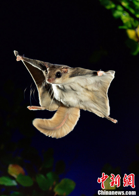 在夜间,这些可爱的松鼠科小动物张开飞膜呈滑翔机模样,它们在空中跳跃