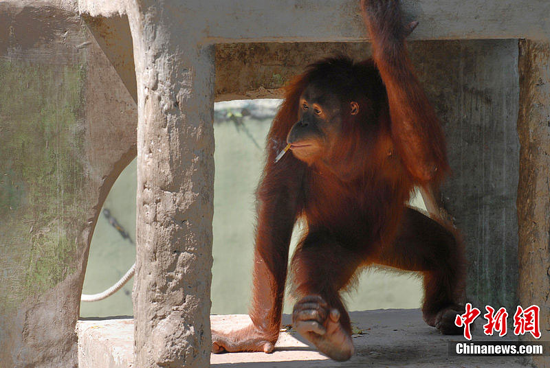 印尼大猩猩抽菸上癮動物園幫其戒菸