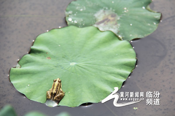 荷花红荷叶碧山西襄汾首届荷花文化旅游节开幕