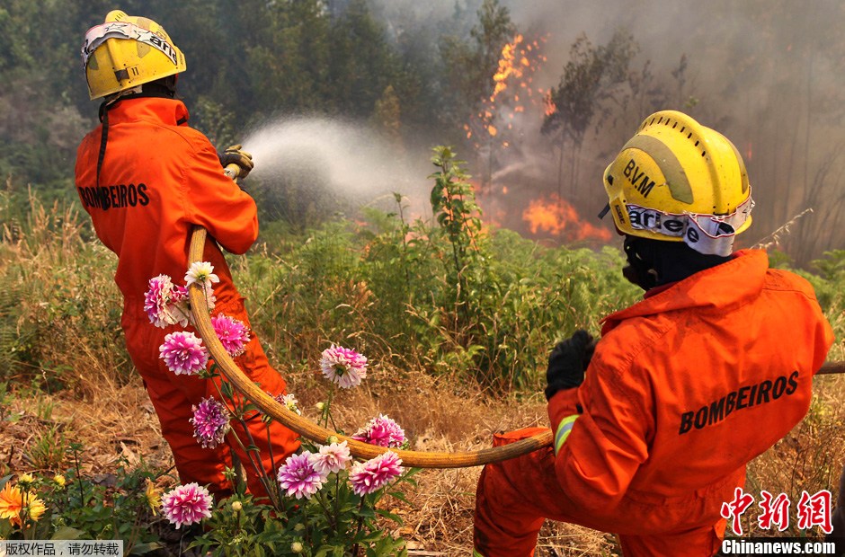 葡萄牙高温天气致多地发生森林火灾