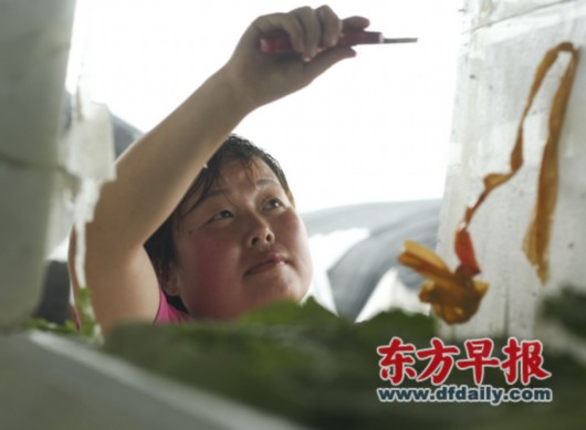 菜农连续6小时抢收蔬菜 搬运工逆风拖动1吨重