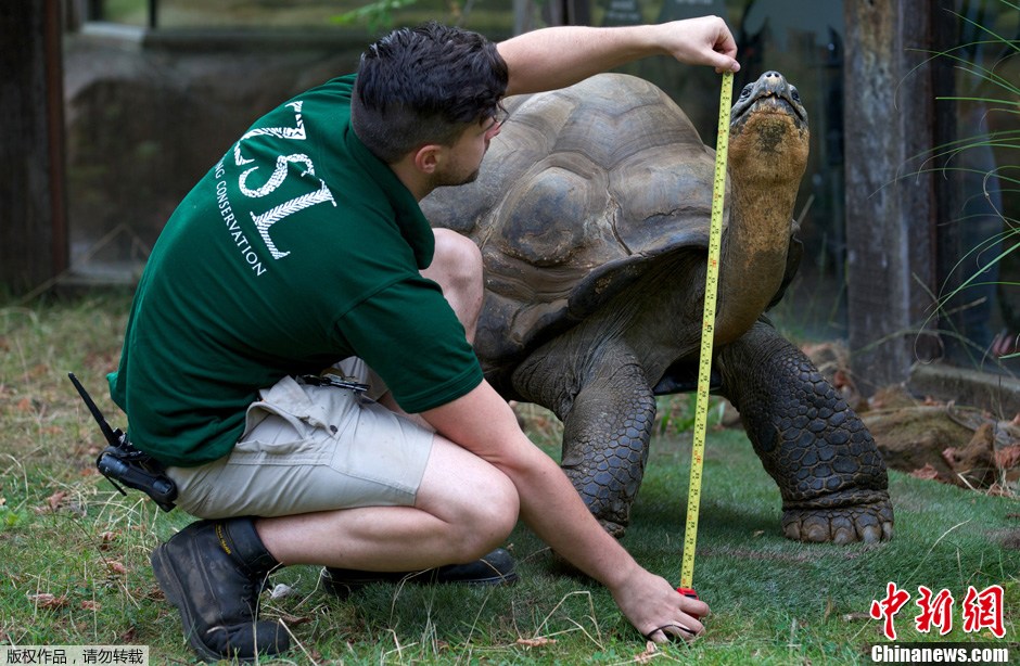 伦敦动物园为动物量身高 乌龟伸长脖子拔高