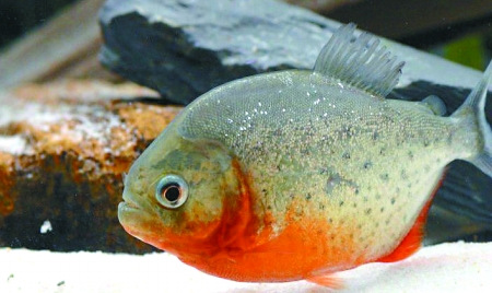 男子藏身民宅偷卖食人鱼 幼鱼养两周能咬掉手