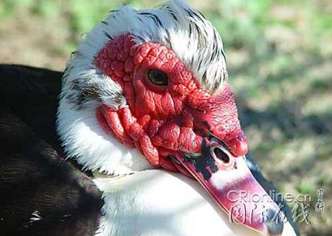 盘点全球十大最美动物 美貌可<em>杀人</em>(图)_新闻