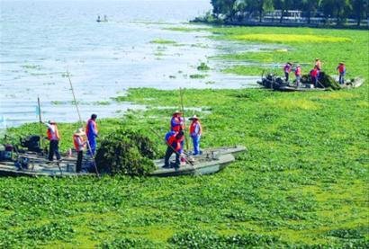 上海进入水葫芦大暴发期 金山日捞800吨[图]